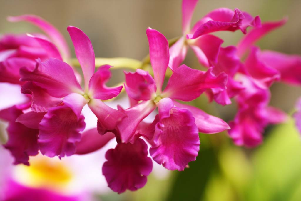 fotografia, material, livra, ajardine, imagine, proveja fotografia,Uma orqudea vermelha, orqudea, , Uma orqudea, Ajardinando