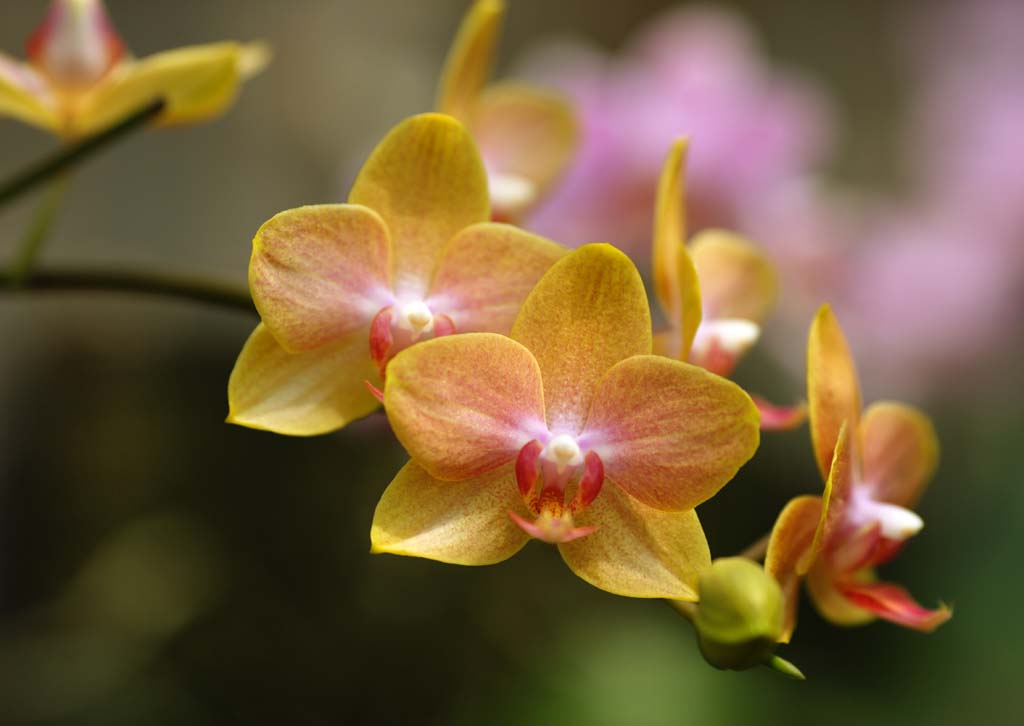 photo,material,free,landscape,picture,stock photo,Creative Commons,A yellow orchid, orchid, , An orchid, Gardening