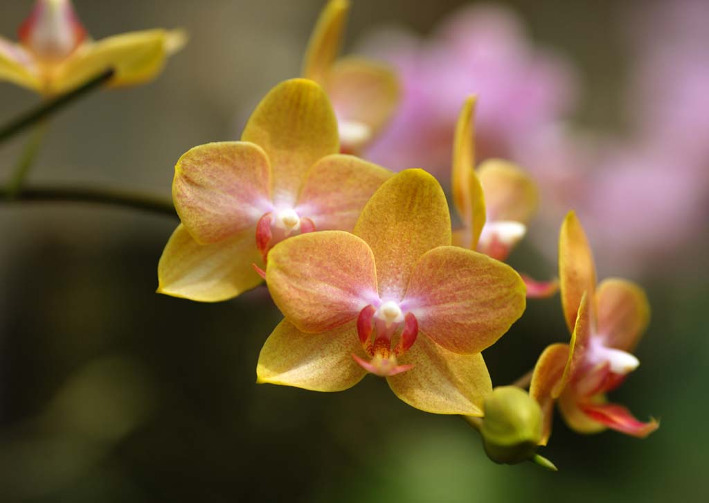 Foto, materiell, befreit, Landschaft, Bild, hat Foto auf Lager,Eine gelbe Orchidee, Orchidee, , Eine Orchidee, Gartenarbeit