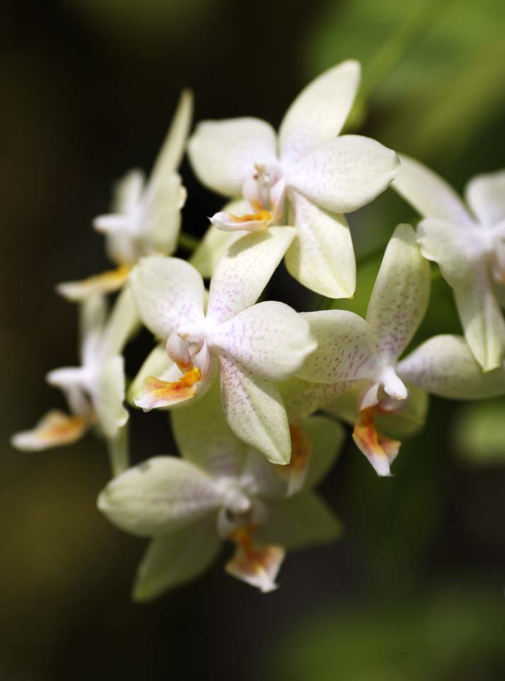 Foto, materieel, vrij, landschap, schilderstuk, bevoorraden foto,Een witte orchidee, Orchidee, , Een orchidee, Tuinier