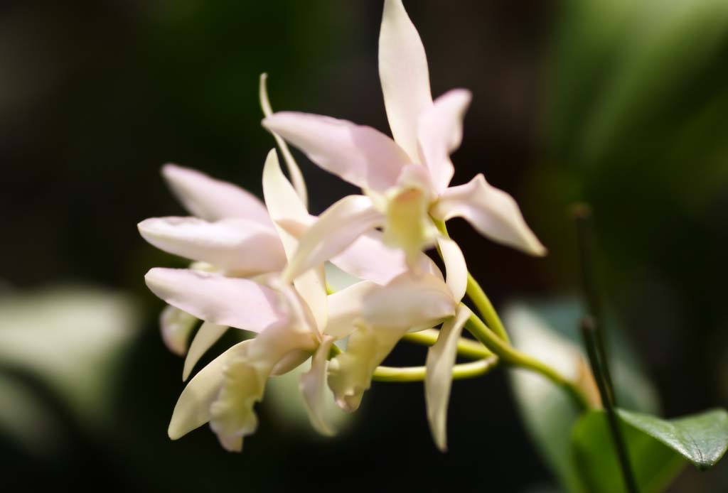 photo,material,free,landscape,picture,stock photo,Creative Commons,A pink orchid, orchid, , An orchid, Gardening