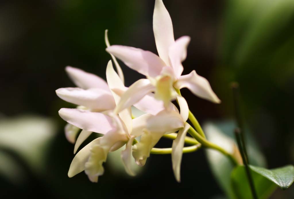 fotografia, materiale, libero il panorama, dipinga, fotografia di scorta,Un'orchidea colore rosa, orchidea, , Un'orchidea, Facendo del giardinaggio