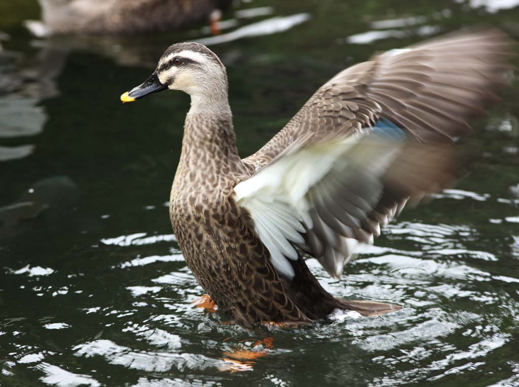 Foto, materiell, befreit, Landschaft, Bild, hat Foto auf Lager,Die Klappe der Ente, , Ente, , Flgel