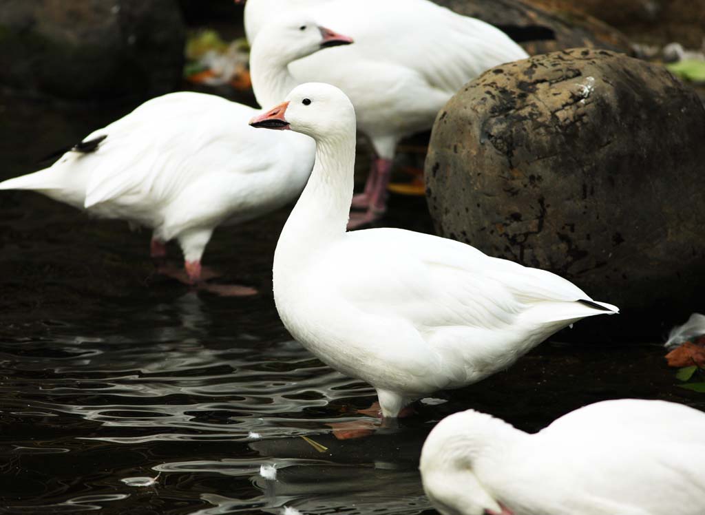 Foto, materieel, vrij, landschap, schilderstuk, bevoorraden foto,Een eende, Een sneeuw eendenkuiken, Eende, , Waterfowl