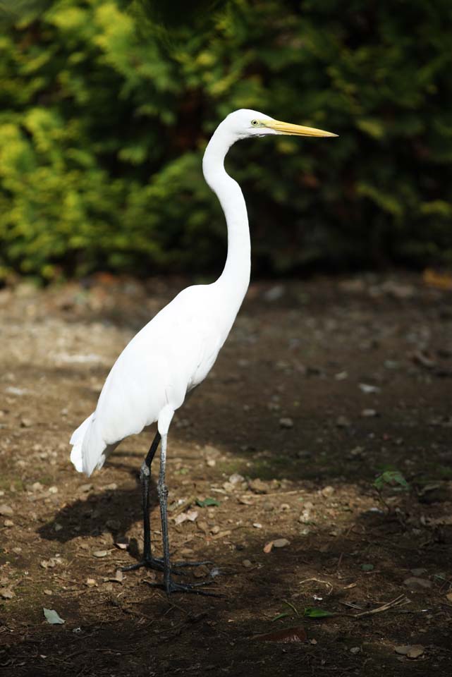 photo,material,free,landscape,picture,stock photo,Creative Commons,A large egret, heron, , , large egret