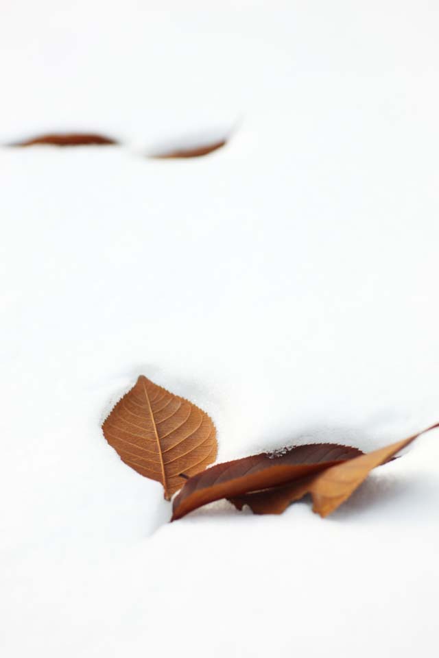 photo,material,free,landscape,picture,stock photo,Creative Commons,It is shed the leaves by snow, The snow, Dead leaves, cherry tree, Hokkaido