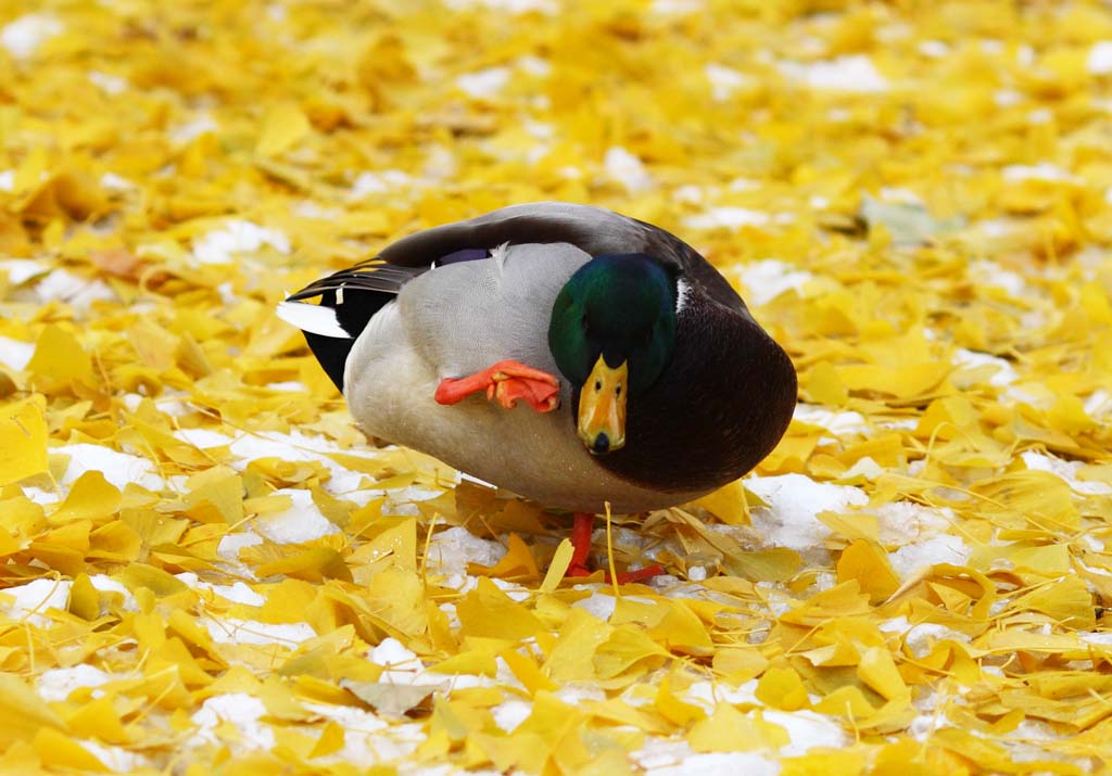 photo,material,free,landscape,picture,stock photo,Creative Commons,The itch of the duck, duck, , , ginkgo