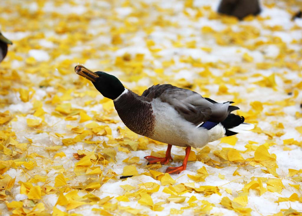 photo,material,free,landscape,picture,stock photo,Creative Commons,The bulbul of the duck, duck, , , ginkgo