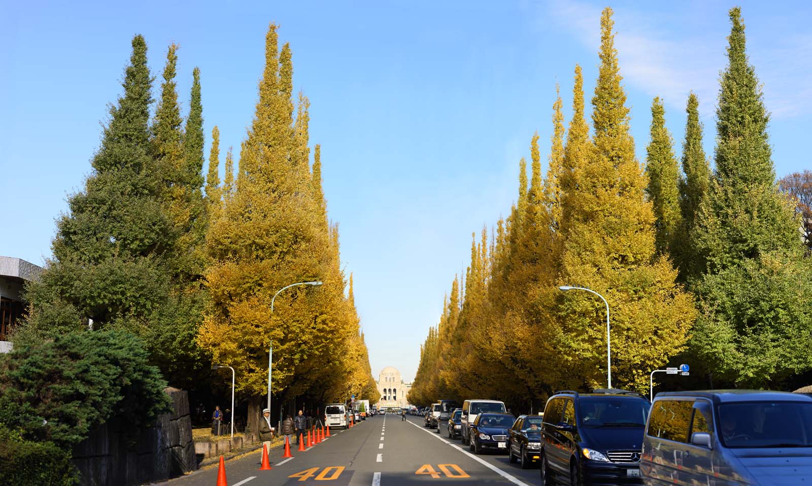 fotografia, materiale, libero il panorama, dipinga, fotografia di scorta,Una fila di ginkgo orto ed esterna di alberi, ginkgo, , Giallo, albero della strada