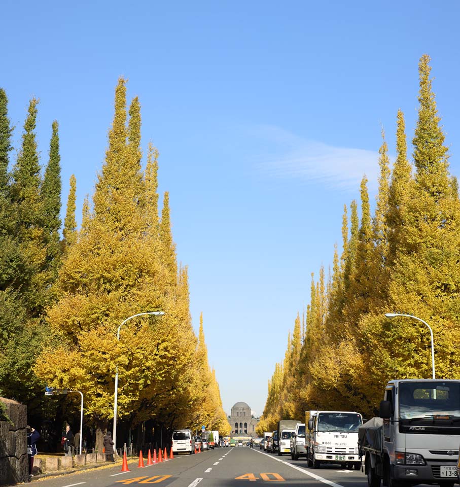 Foto, materieel, vrij, landschap, schilderstuk, bevoorraden foto,Een buitenste tuin ginkgo rij van de bomen, Ginkgo, , Geel, Berm boom