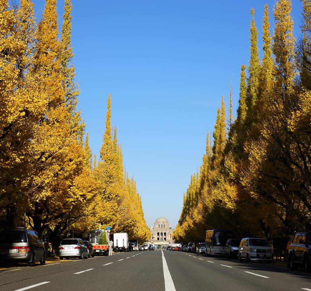 photo,material,free,landscape,picture,stock photo,Creative Commons,An outer garden ginkgo row of trees, ginkgo, , Yellow, roadside tree