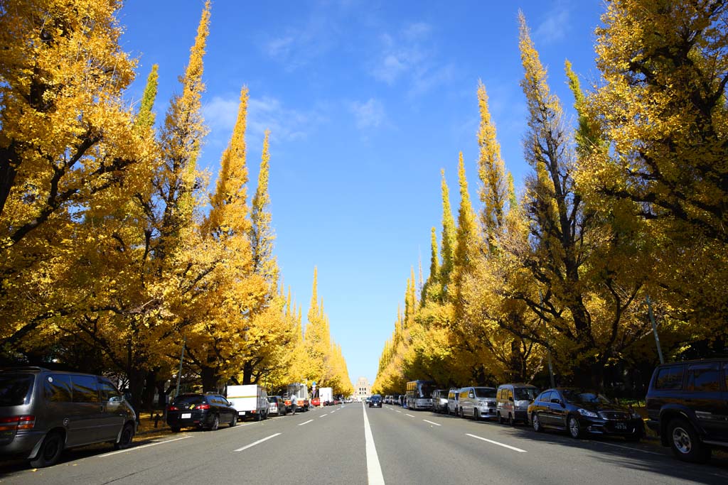 photo,material,free,landscape,picture,stock photo,Creative Commons,An outer garden ginkgo row of trees, ginkgo, , Yellow, roadside tree