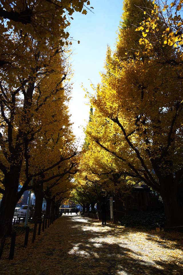 photo, la matire, libre, amnage, dcrivez, photo de la rserve,Une ligne du ginkgo du jardin externe d'arbres, ginkgo, , Jaune, arbre au bord de la route