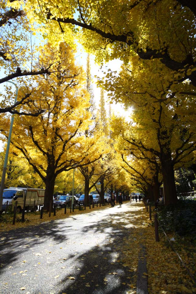 Foto, materieel, vrij, landschap, schilderstuk, bevoorraden foto,Een buitenste tuin ginkgo rij van de bomen, Ginkgo, , Geel, Berm boom