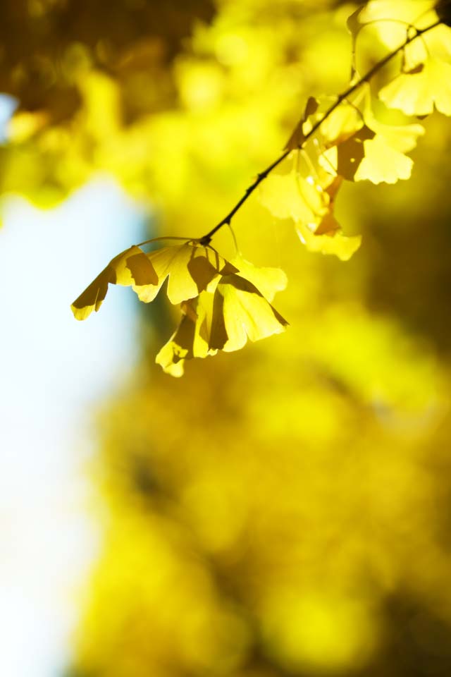 Foto, materieel, vrij, landschap, schilderstuk, bevoorraden foto,Ht geel van ht ginkgo, Ginkgo, , Geel, Berm boom