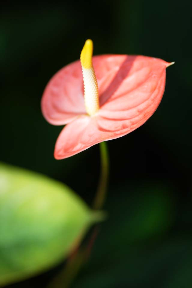 fotografia, material, livra, ajardine, imagine, proveja fotografia,Um anthurium, A zona tropical, Taro, Um anthurium, Spathe