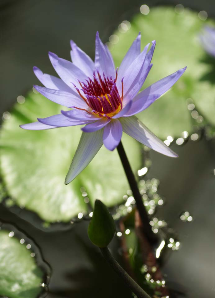 photo,material,free,landscape,picture,stock photo,Creative Commons,A tropical water lily, , water lily, , 