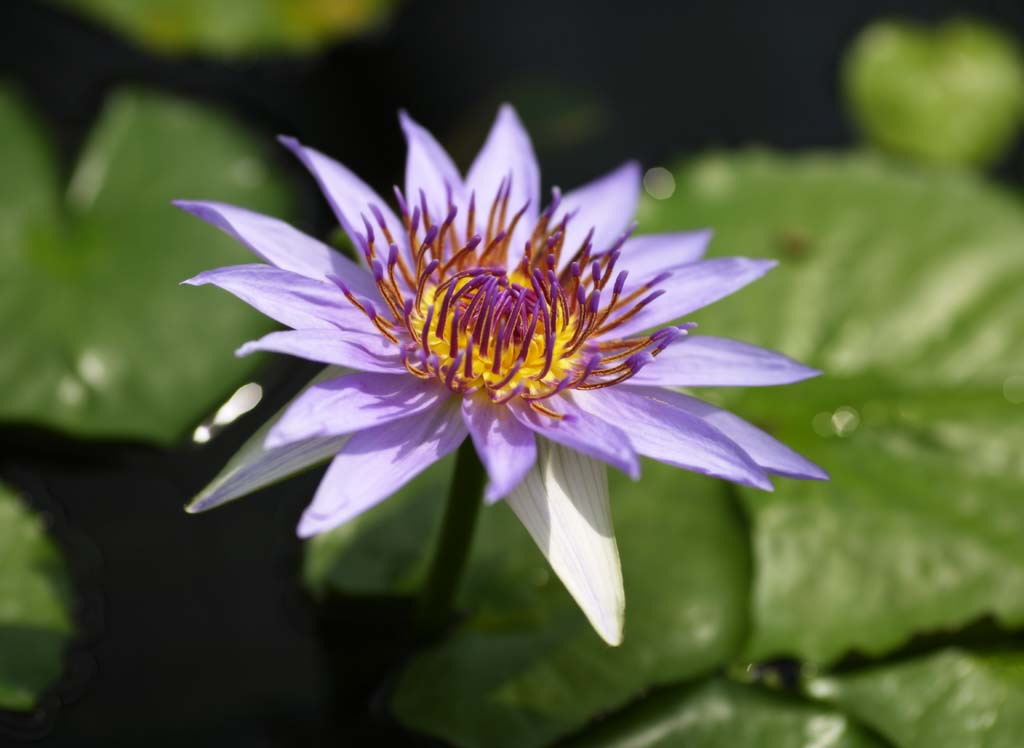 photo,material,free,landscape,picture,stock photo,Creative Commons,A tropical water lily, , water lily, , 