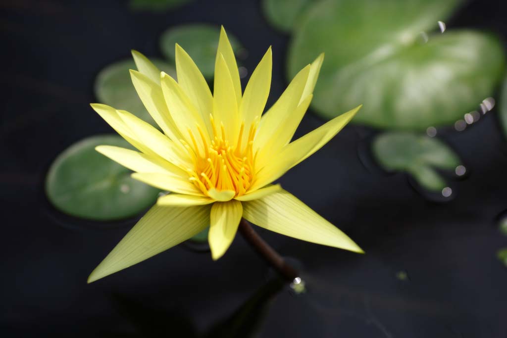 photo,material,free,landscape,picture,stock photo,Creative Commons,A tropical water lily, , water lily, , 