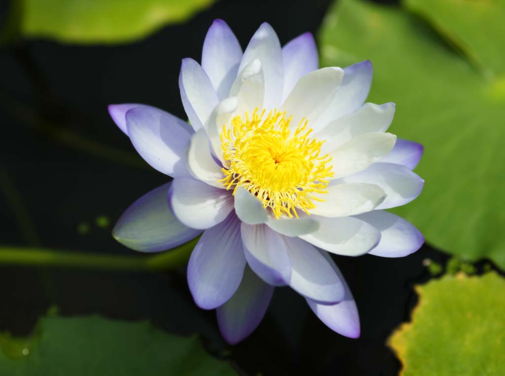 photo,material,free,landscape,picture,stock photo,Creative Commons,A tropical water lily, , water lily, , 