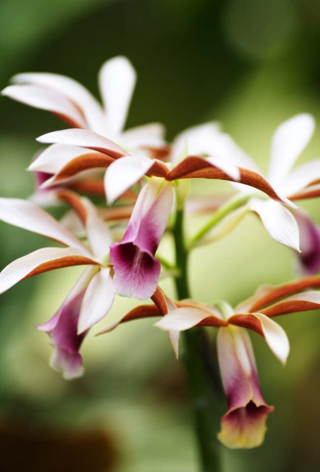 foto,tela,gratis,paisaje,fotografa,idea,Rojo y una progenitor orqudea blanca, Orqudea, , Una orqudea, Jardinera