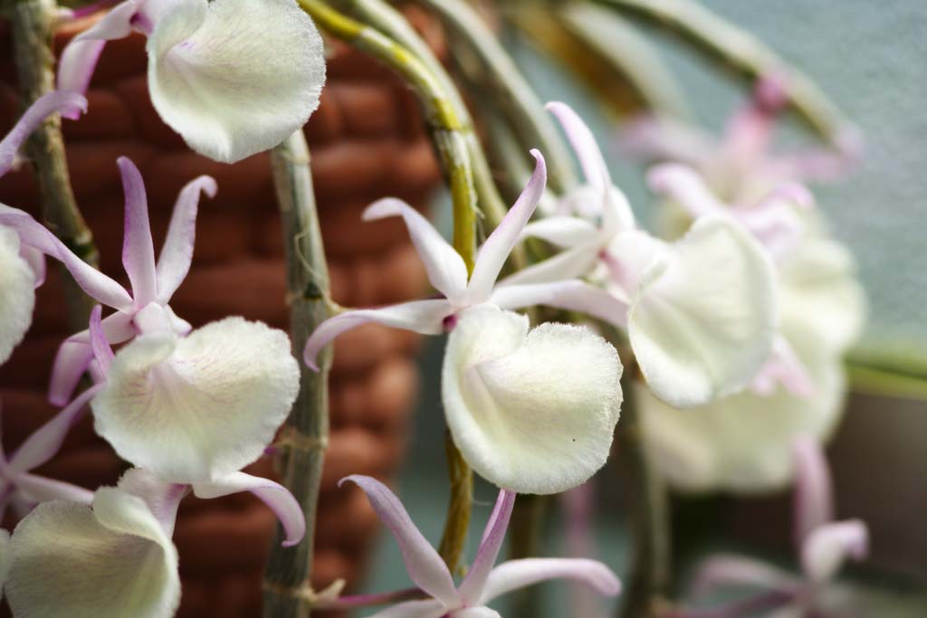 photo,material,free,landscape,picture,stock photo,Creative Commons,Dendrobium, orchid, , An orchid, Gardening