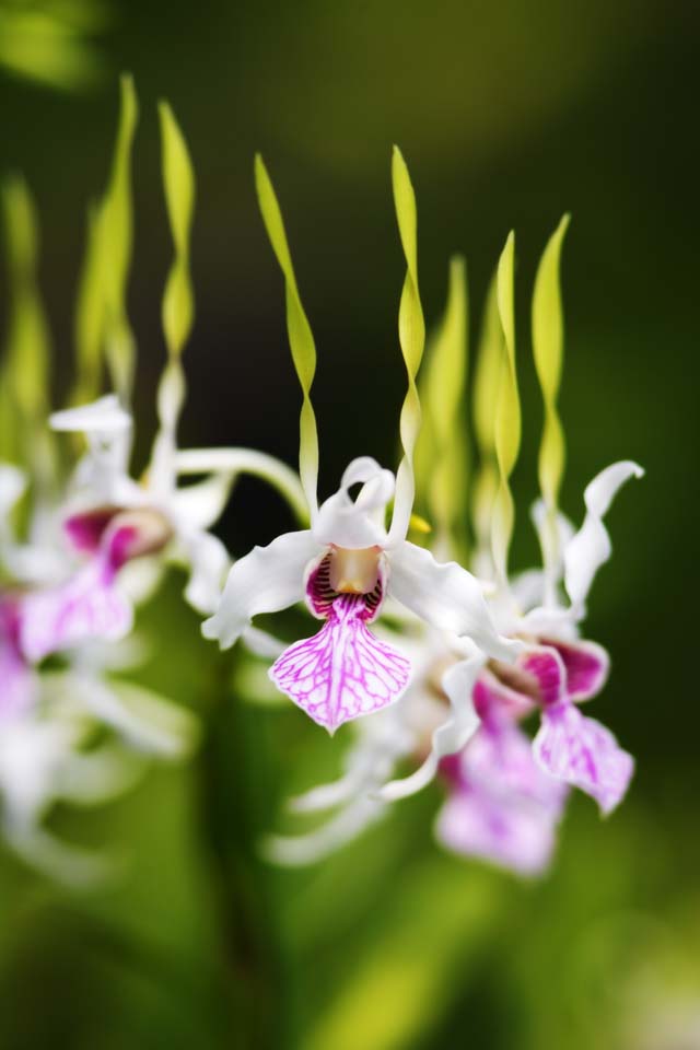 Foto, materiell, befreit, Landschaft, Bild, hat Foto auf Lager,Rot und eine weie Vorfahrenorchidee, Orchidee, , Eine Orchidee, Gartenarbeit