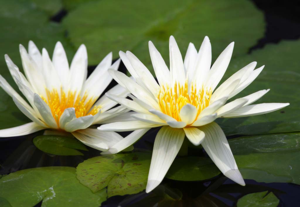 photo,material,free,landscape,picture,stock photo,Creative Commons,A tropical water lily, , water lily, , 