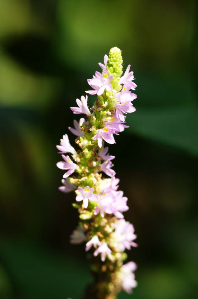 photo,material,free,landscape,picture,stock photo,Creative Commons,A pink floret, , The tropical zone, greenhouse, petal