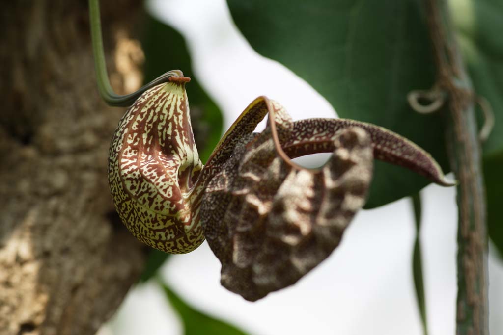 photo, la matire, libre, amnage, dcrivez, photo de la rserve,Une cruche plante, Un insectivore, , plante d'intrieur, La zone tropique