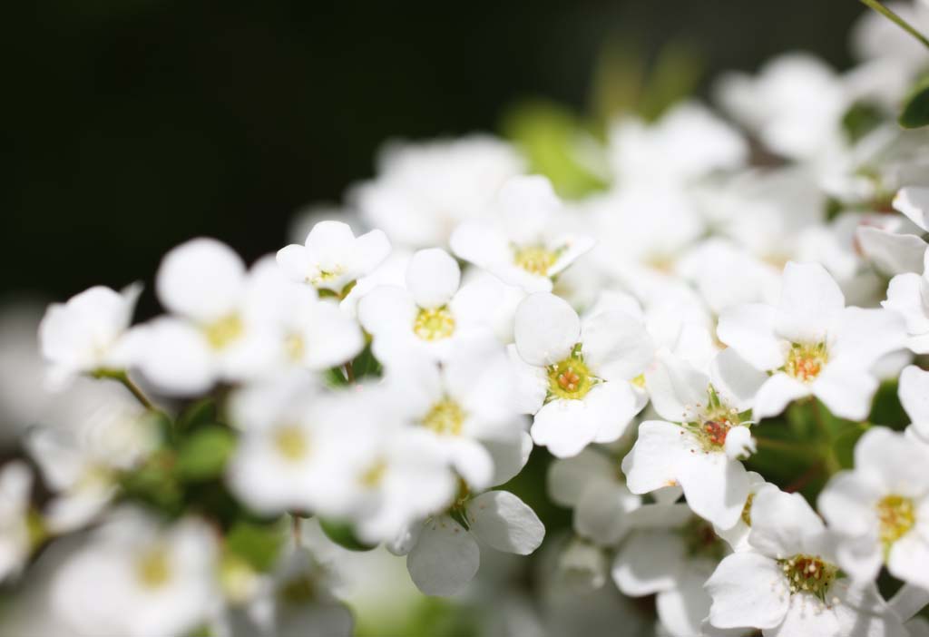 photo, la matire, libre, amnage, dcrivez, photo de la rserve,Un spiraea, Entrain; un saule, fleur du printemps, parc, fleuron