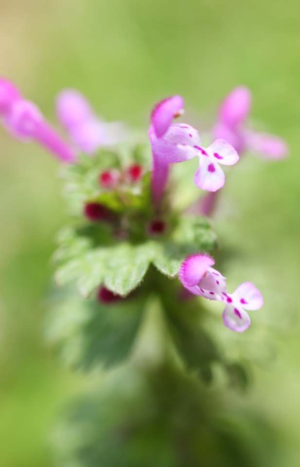 photo,material,free,landscape,picture,stock photo,Creative Commons,A henbit, , flower of the spring, park, floret
