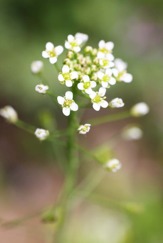 photo, la matire, libre, amnage, dcrivez, photo de la rserve,La bourse d'un berger, , fleur du printemps, parc, fleuron