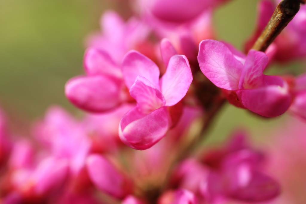 Foto, materiell, befreit, Landschaft, Bild, hat Foto auf Lager,Ein Judas Baum, , Blume des Frhlings, Park, Blmchen