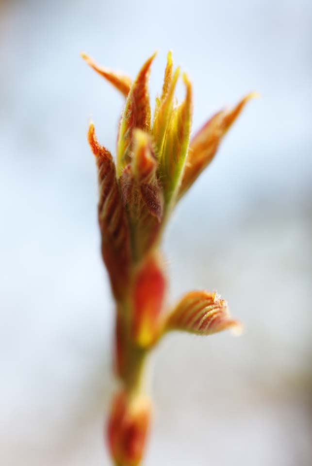 fotografia, materiale, libero il panorama, dipinga, fotografia di scorta,Una gemma della primavera, giovane permesso, capelli lanuginosi, foglia, Colore di cremisi