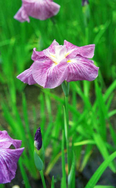 fotografia, material, livra, ajardine, imagine, proveja fotografia,Irises, roxo, , , 