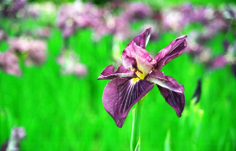 Foto, materieel, vrij, landschap, schilderstuk, bevoorraden foto,Lisen gek in de bloem, Purper, , , 