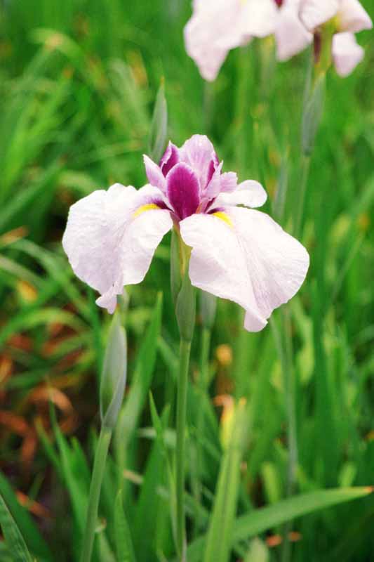 photo,material,free,landscape,picture,stock photo,Creative Commons,Iris, white, purple, , 