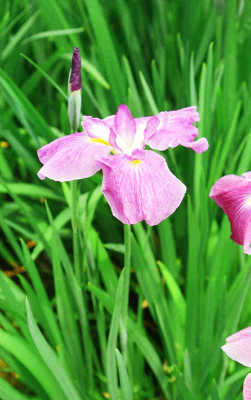 photo,material,free,landscape,picture,stock photo,Creative Commons,World of irises, pink, , , 