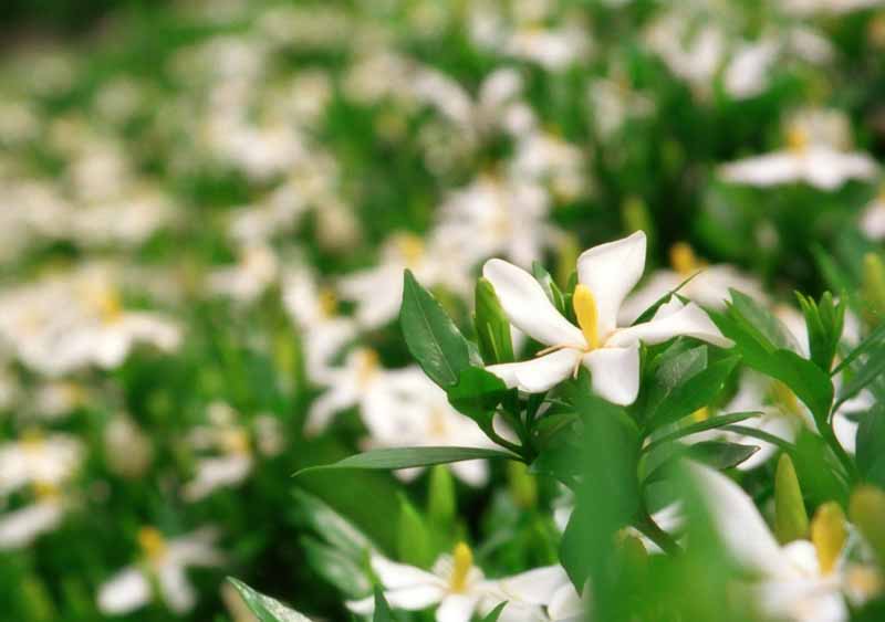 photo,material,free,landscape,picture,stock photo,Creative Commons,Gardenia flowers, white, , , 