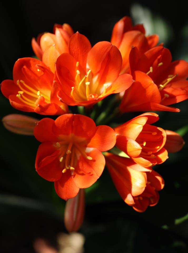 photo,material,free,landscape,picture,stock photo,Creative Commons,A Kaffir lily, I don't know, Kaffir lily, , Red