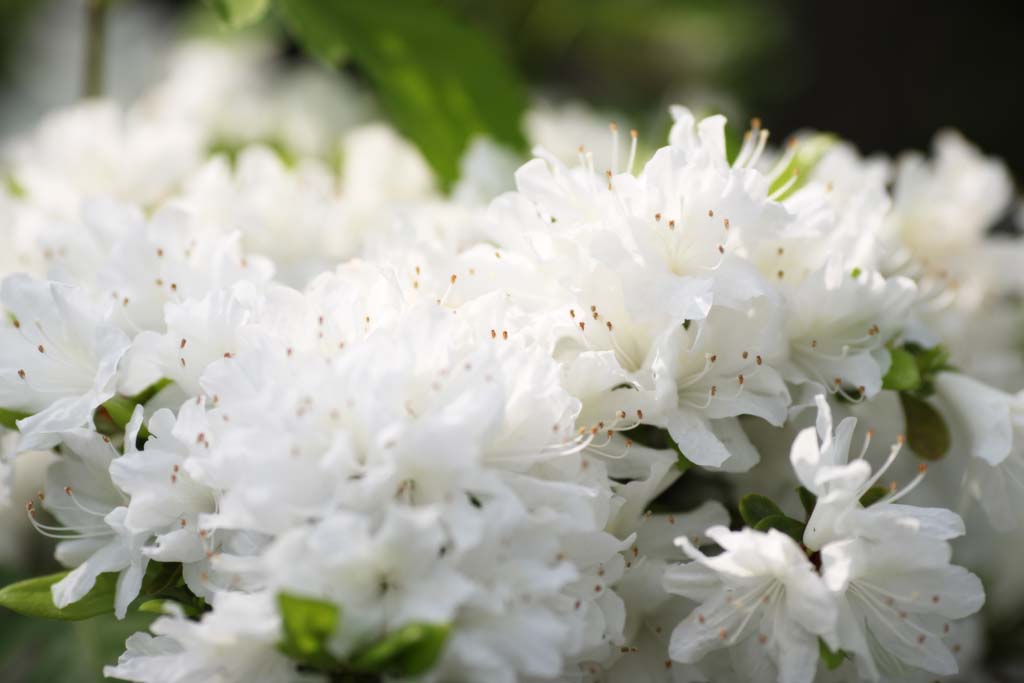 Foto, materieel, vrij, landschap, schilderstuk, bevoorraden foto,Een blanke Azalea, Een Azalea, , , Blanke