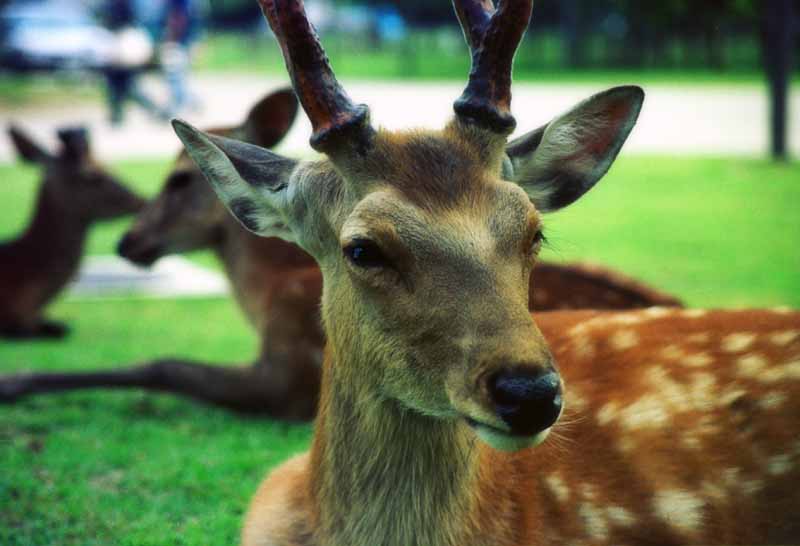 Foto, materieel, vrij, landschap, schilderstuk, bevoorraden foto,Ree in Nara, Ree, Zode, , 