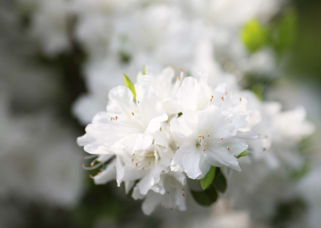 photo,material,free,landscape,picture,stock photo,Creative Commons,A white azalea, An azalea, , , White