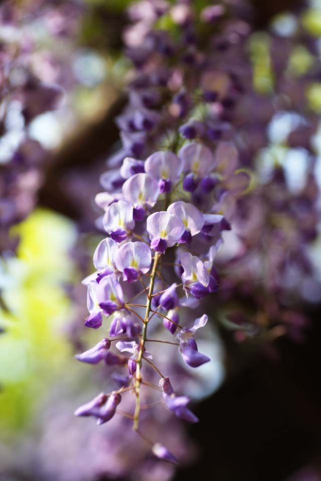 Foto, materiell, befreit, Landschaft, Bild, hat Foto auf Lager,Der Wisterie, Japanischer Wisterie, Wisterie, , Purpurrot