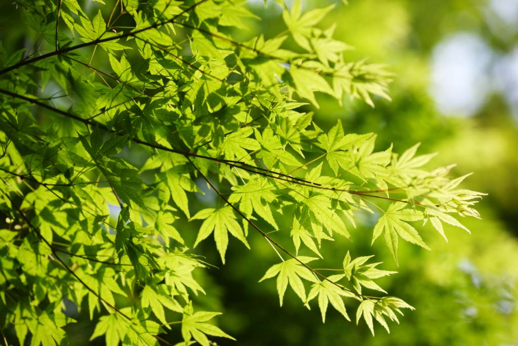 photo, la matire, libre, amnage, dcrivez, photo de la rserve,La jeune permission de l'rable, Le vert frais, Green, jeune permission, Feuilles colores