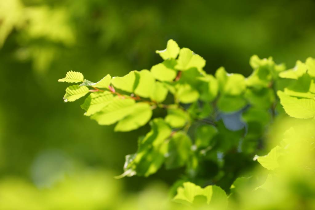 Foto, materieel, vrij, landschap, schilderstuk, bevoorraden foto,Verdure, Ht vers groen, Groen, Nakomeling vrijaf, Knop