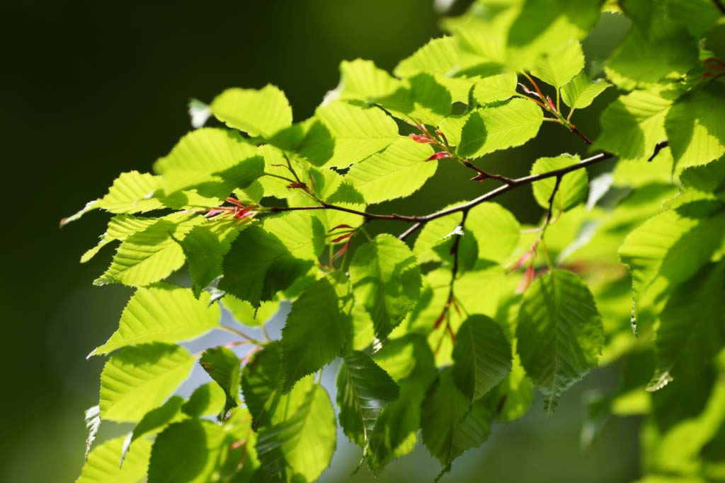 Foto, materiell, befreit, Landschaft, Bild, hat Foto auf Lager,Vegetation, Das frische Grn, Grn, Jungtiere gehen, Knospe