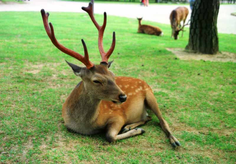 photo,material,free,landscape,picture,stock photo,Creative Commons,Melancholic stag, deer, turf, , 