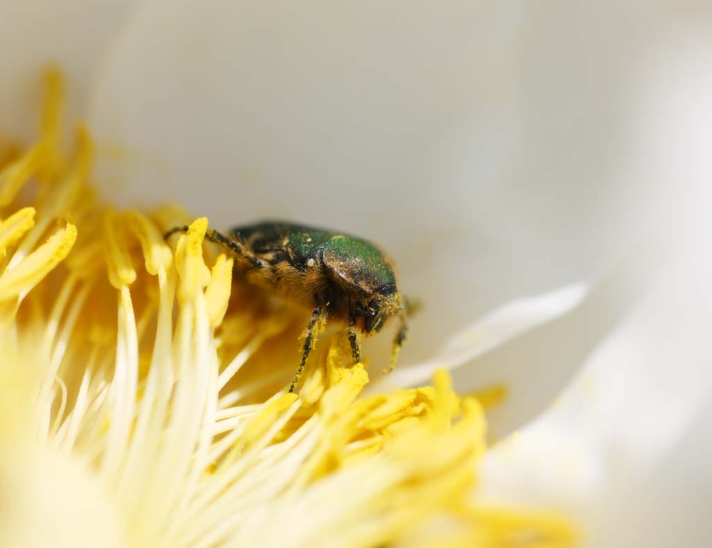 photo,material,free,landscape,picture,stock photo,Creative Commons,Sap chafer, beetle, , , button